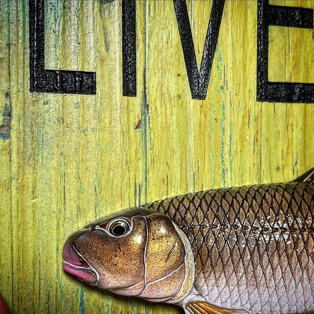 Live Bait Sign Suckers