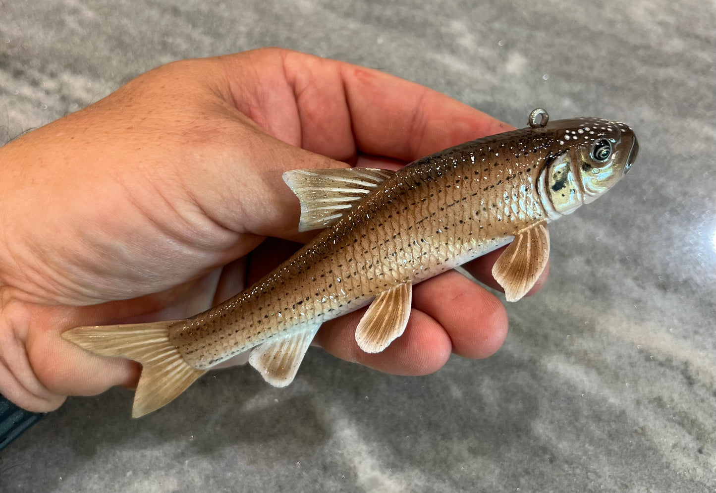 Spotted Sucker fish decoy